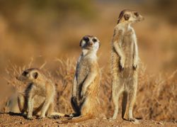 Suricata suricatta standing (2).jpg