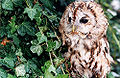 Tawny Owl (Strix aluco)