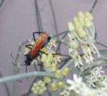 A Tarantula Hawk with Red Wings