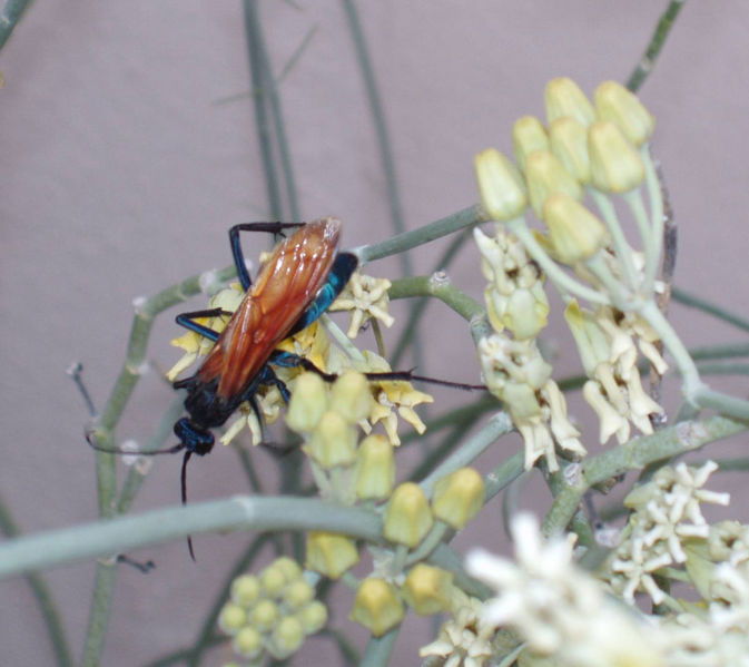 File:The Tarantula hawk.jpg