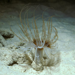 Tube anemone 12.jpg