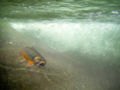Brook Trout (Salvelinus fontinalis) Genus: Salvelinus