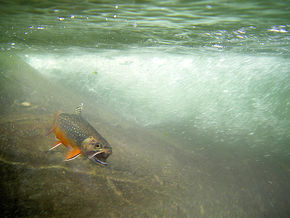 Brooktrout.jpg