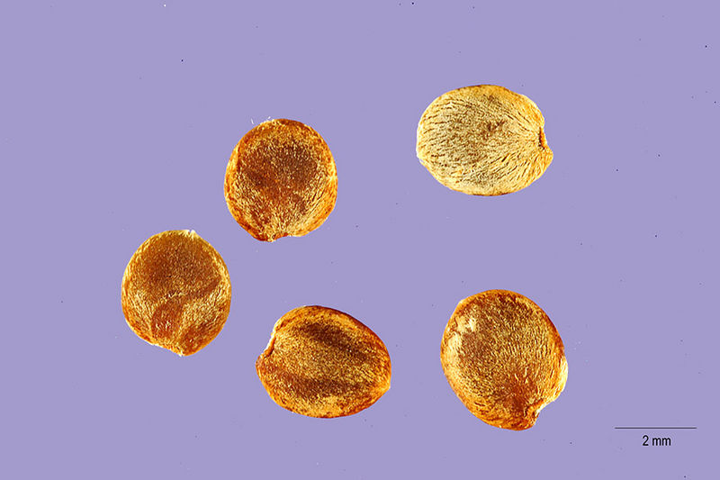 File:Carolina wild petunia seeds.jpg