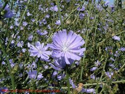 Cichorium intybus flower.jpg