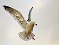 European herring gull (Larus argentatus) Order: Ciconiiformes