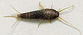 Silverfish (Lepisma saccharina) .