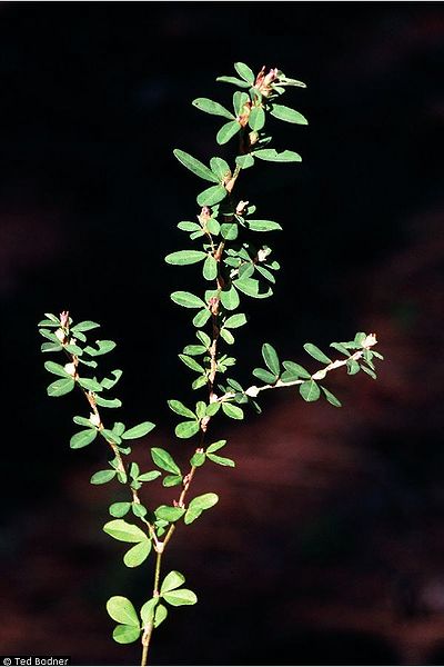 File:Lespy8.jpg