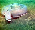 Pacific Hagfish (Eptatretus stouti) Class:Myxini