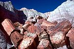 Petrified wood.jpg