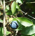 Thumbnail for version as of 00:12, 24 May 2012