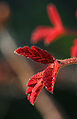 Pacific poison oak (Toxicodendron diversilobum)