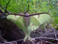 This is a rare sight-- seeing a luna moth in the daylight. Luna Moth; Species Actias Luna