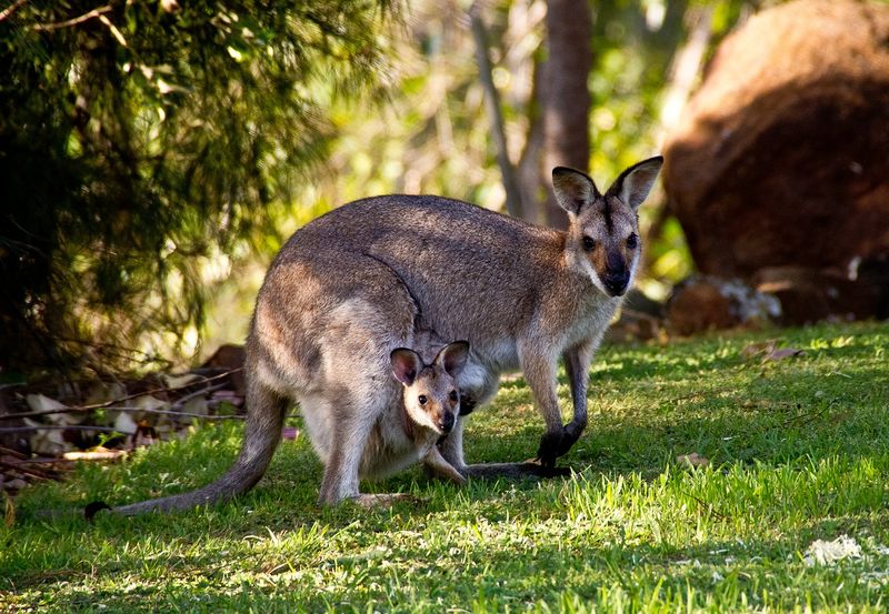 File:Wallaby with its joey.jpg