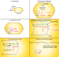 Thumbnail for version as of 19:43, 19 March 2016