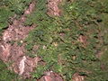 A member of the Dendrocerotaceae family (Dendrocerotaceae)