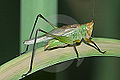 Gladiator Meadow Katydid (Orchelimum gladiator) Subfamily: Conocephalinae
