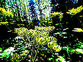 Thumbnail for version as of 23:58, 5 May 2011