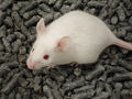 Thumbnail for version as of 01:44, 1 December 2008