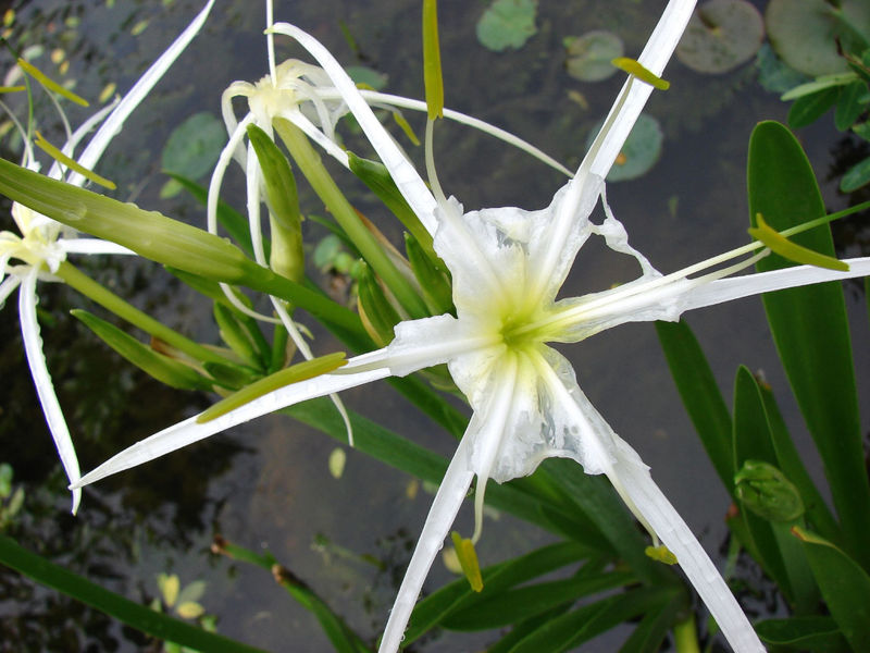 File:Spider lily water.jpg