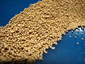 Yeast (Saccharomyces cerevisiae) Phylum: Ascomycota