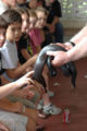 person showing a eastern indigo to kids
