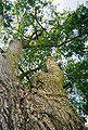 Thumbnail for version as of 05:25, 24 April 2009