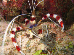 Bandedcoralshrimp.jpg