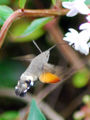 Thumbnail for version as of 04:34, 26 November 2007