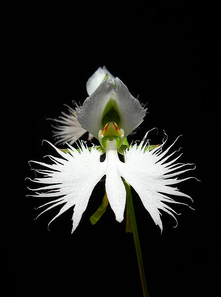File:Habenaria radiata 1.jpg