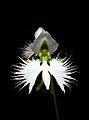 Thumbnail for version as of 05:17, 21 April 2011