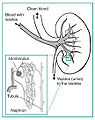 Thumbnail for version as of 18:26, 20 March 2009