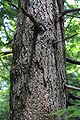 Thumbnail for version as of 17:06, 18 April 2011