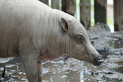Babirusa.jpg