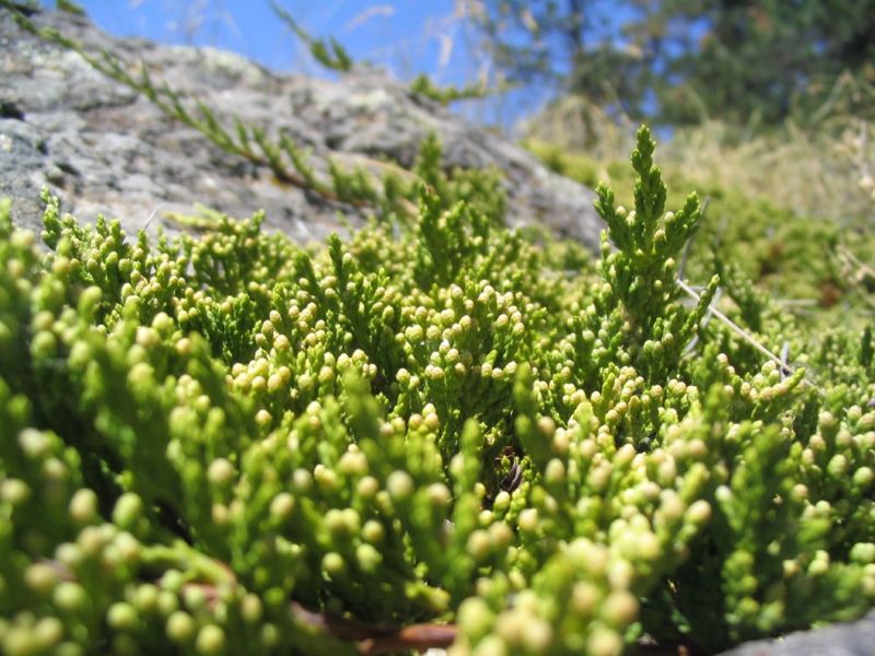 File:Baby Rocky Mountain Juniper.jpg