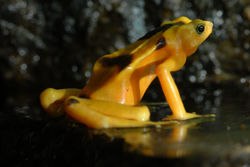 Bufonidae6.jpg