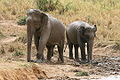 Asian Elephant (Elephas maximus) Genus: Elephas