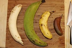 Four Musa.jpg