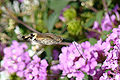 Hummingbird hawk-moth (Macroglossum stellatarum Family:Sphingidae