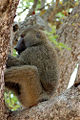 Thumbnail for version as of 02:31, 13 March 2008