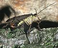 Scorpionfly (Panorpa germanica) Family: Panorpa
