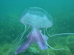 Pelagia noctiluca 2.jpg