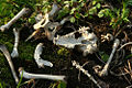 Raccoon Bones