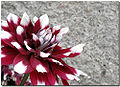 Bloodstained Dahlia (Dahlia juarezii)