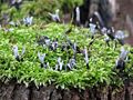 Candlesnuff Fungus (Xylaria hypoxylon) Phylum: Ascomycota