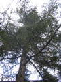 Deodar Cedar (Cedrus deodara)
