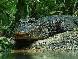 Chinese alligator3.jpg