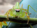 Green jumping spider (Mopsus mormon) Genus:Mopsus