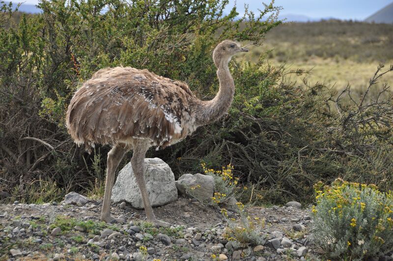 File:Darwins rhea.jpg