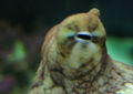 Thumbnail for version as of 02:56, 25 January 2008
